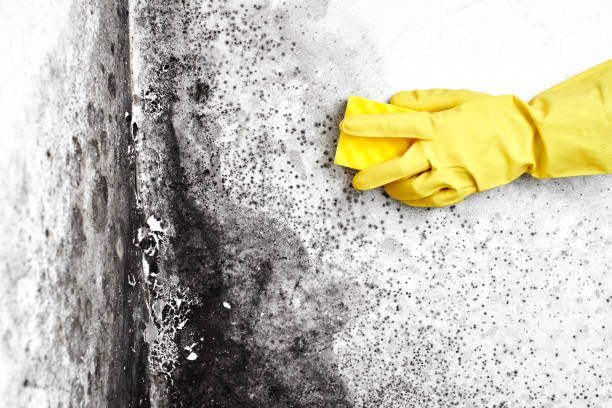 Best Professional Mold Removal  in Jackson Center, OH