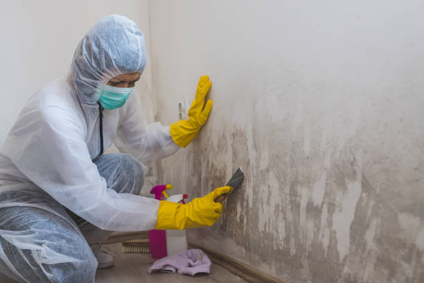 Best Black Mold Removal  in Jackson Center, OH