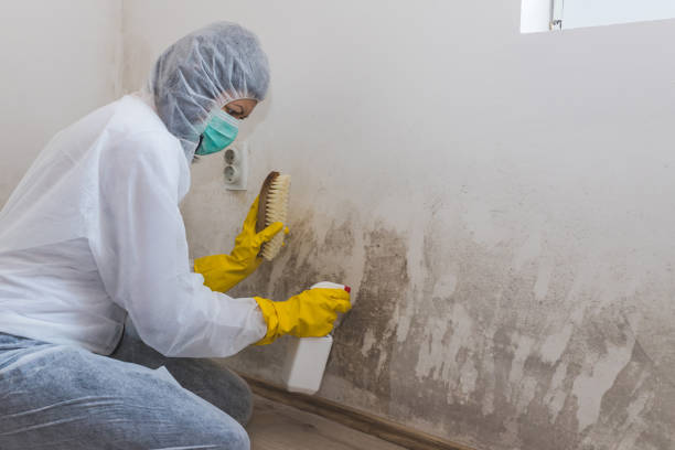 Trusted Jackson Center, OH Mold Removal Experts