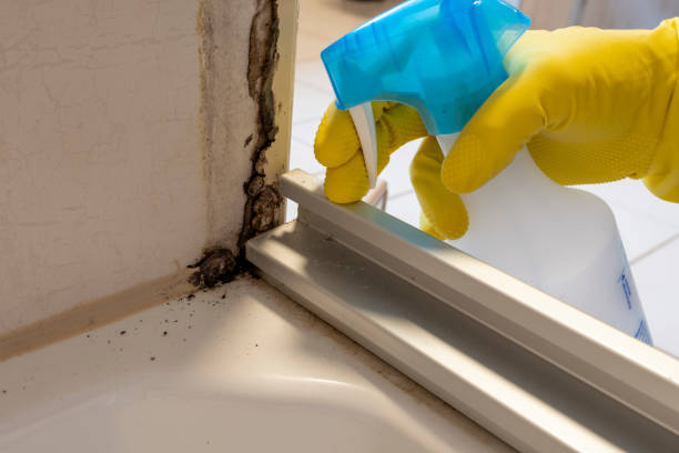Best Emergency Mold Removal  in Jackson Center, OH