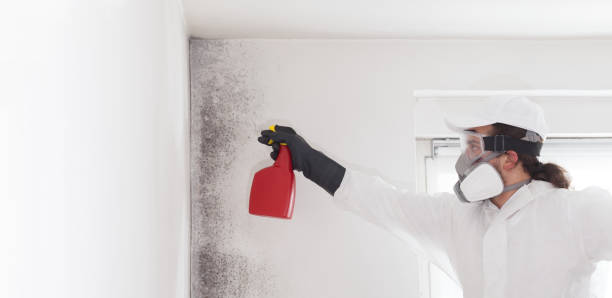 Best Mold Testing and Removal  in Jackson Center, OH