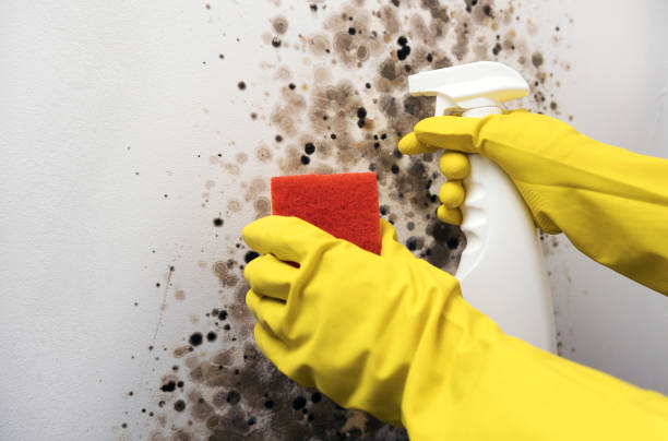 Best Mold Remediation  in Jackson Center, OH