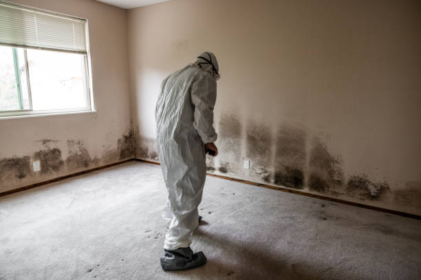 Best Emergency Mold Removal  in Jackson Center, OH