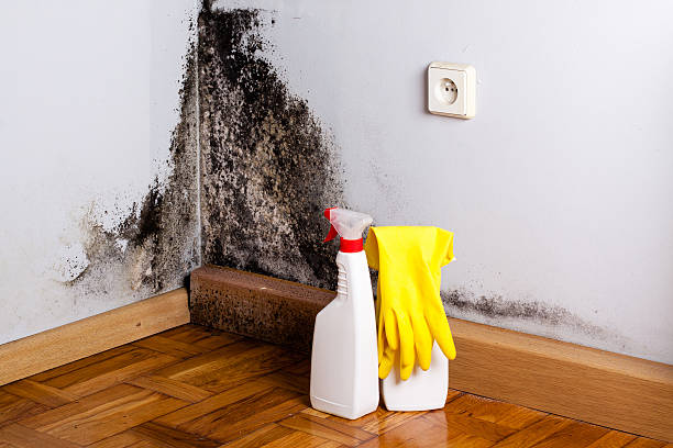 Best Residential Mold Removal  in Jackson Center, OH