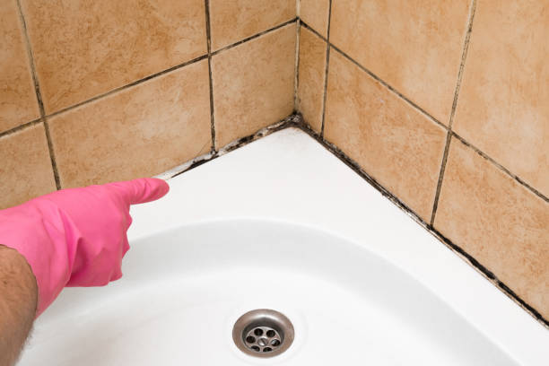 Best Office Mold Removal Services  in Jackson Center, OH